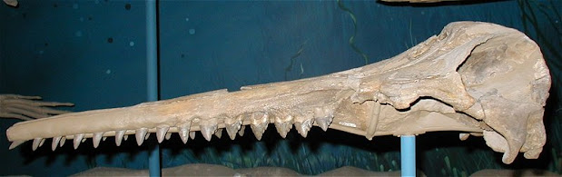 ballenas extintas de Chile Squalodon skull