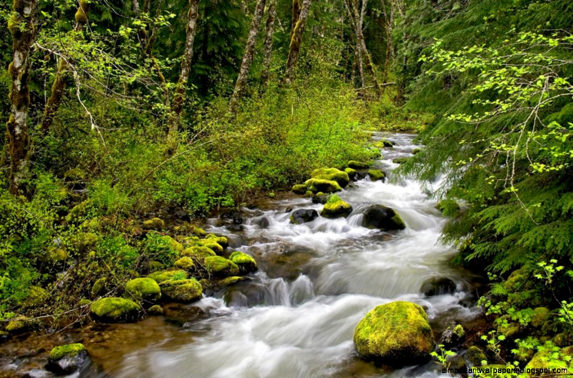 Forest River Wallpaper Nature River Wallpaper Forest River Wallpaper Nature River Wallpaper