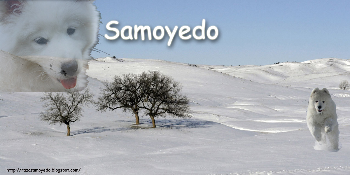 Samoyedo