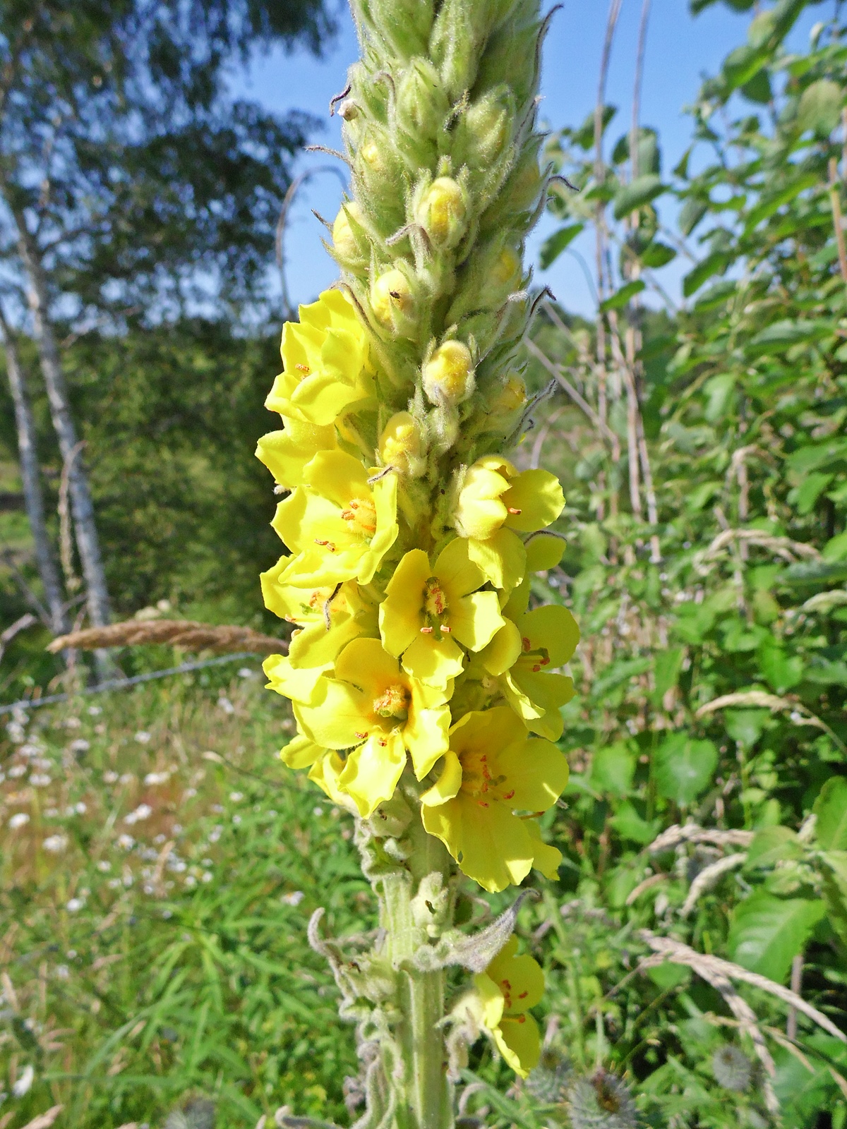 Random Jottings July 2015