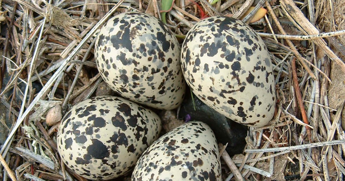 bird in everything identifying birds eggs identifying bird eggs chart