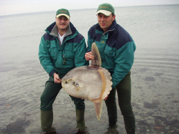 Animal Unique: Mola Mola