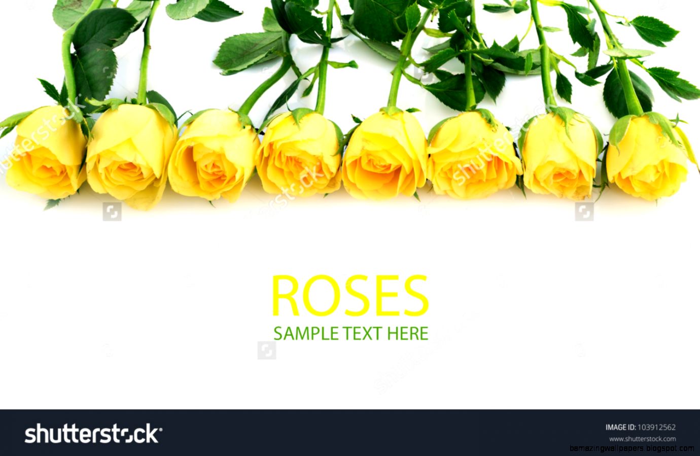Beautiful Yellow Roses Background Stock Photo 103912562  Shutterstock Beautiful Yellow Roses Background Stock Photo 103912562  Shutterstock