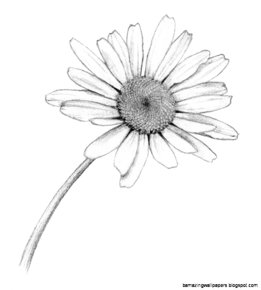 Daisy Flower Drawing Tumblr Sketch Coloring Page Daisy Flower Drawing Tumblr Sketch Coloring Page