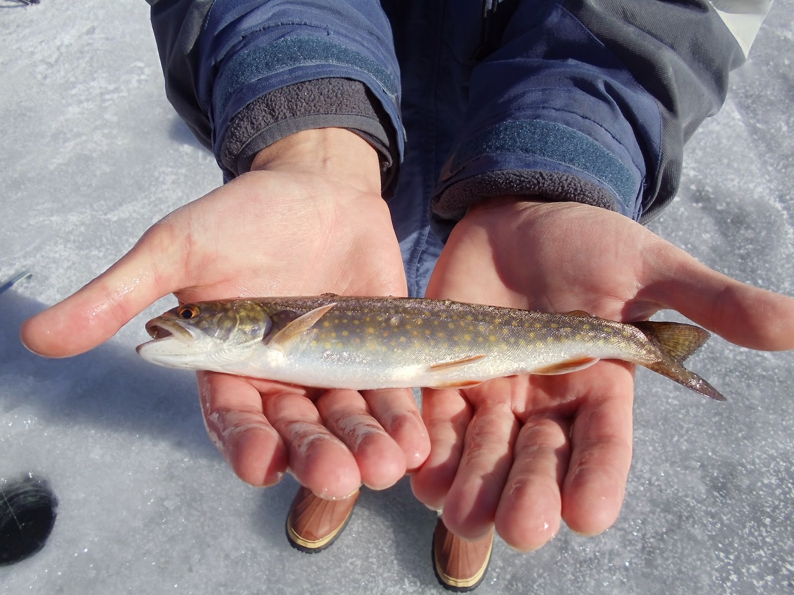 Utah Fisherman Fish Lake Perch Tournament