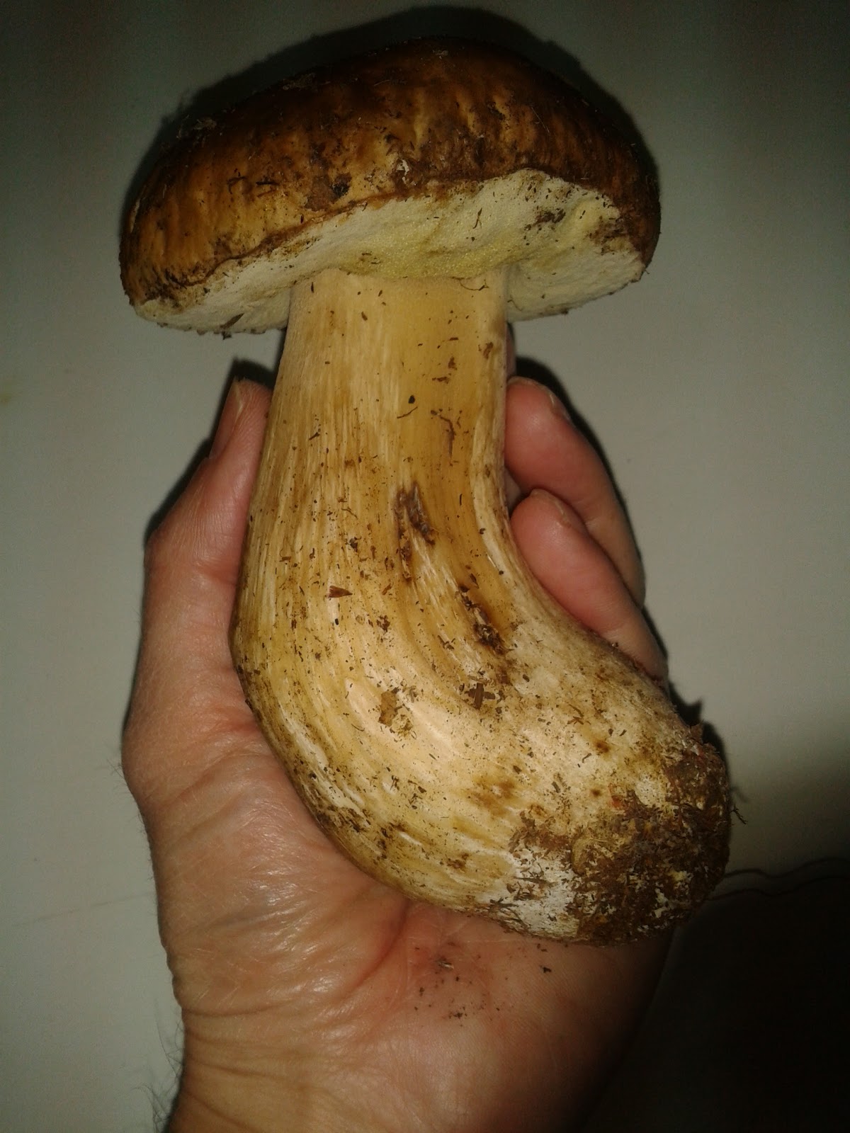 Podo Basas al Día Temporada de Setas (hongos). Pleurotus eryngii