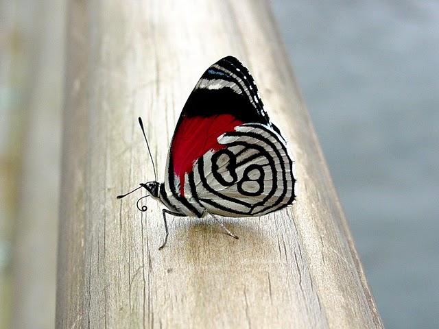 free butterfly wallpaper. Butterfly Wallpapers 2011 Ever