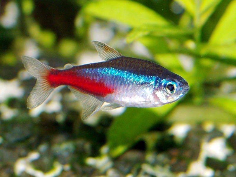 Amazing Fresh Water Fish: NEON TETRA