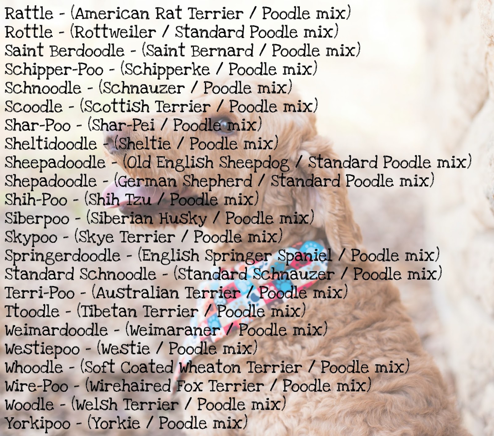 Spencer the Goldendoodle "Poodle" Names