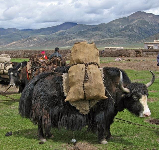 Yak Hewan Unik Dari Himalaya - Ajaib dan Aneh
