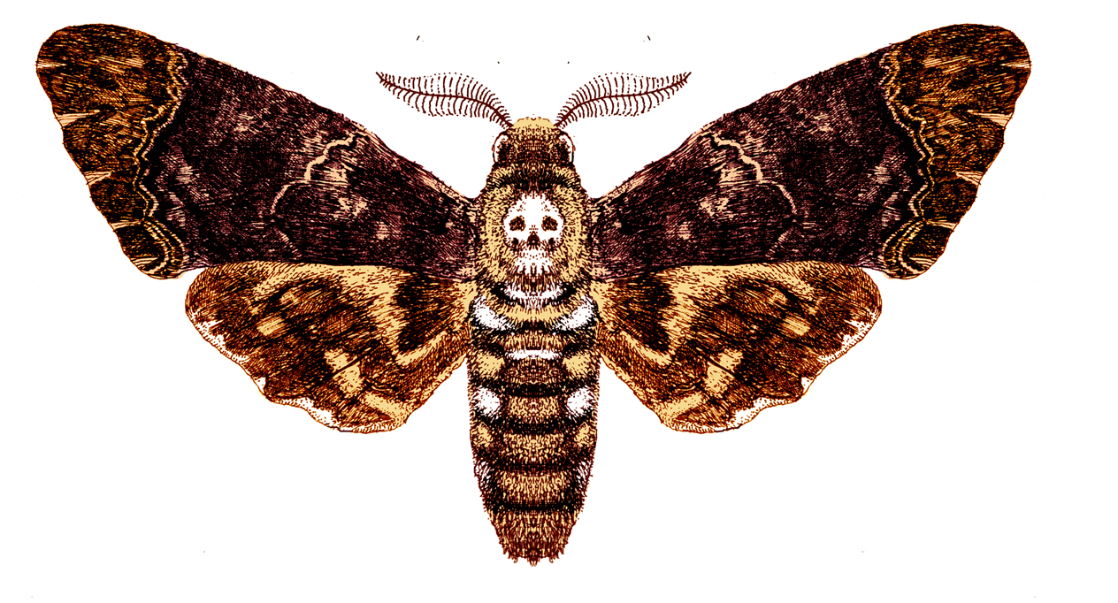 Emerging Death Moth