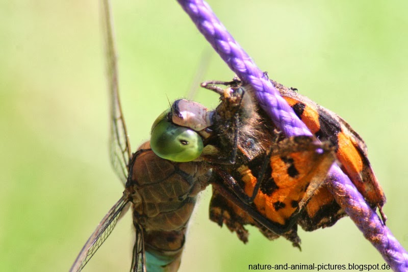 Nature and Animal Pictures Dragonfly meets Butterfly