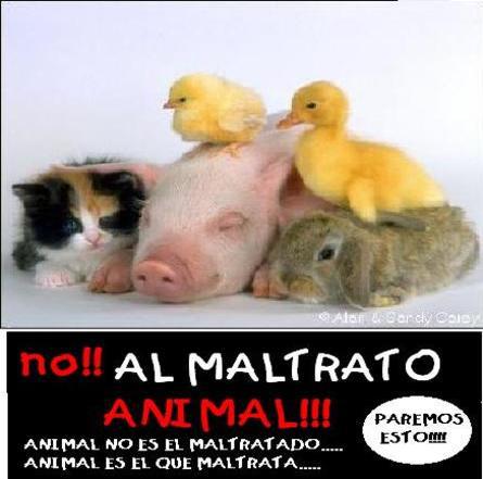 No al maltrato animal