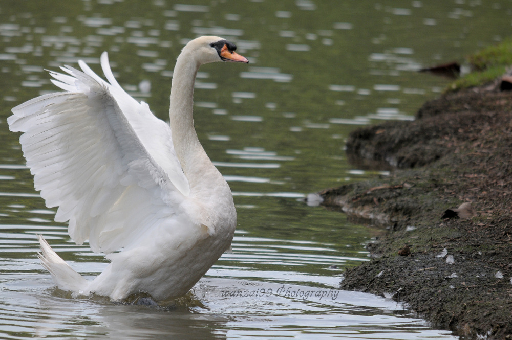 wanzai99 PHOTOGRAPHY: ANGSA PUTIH