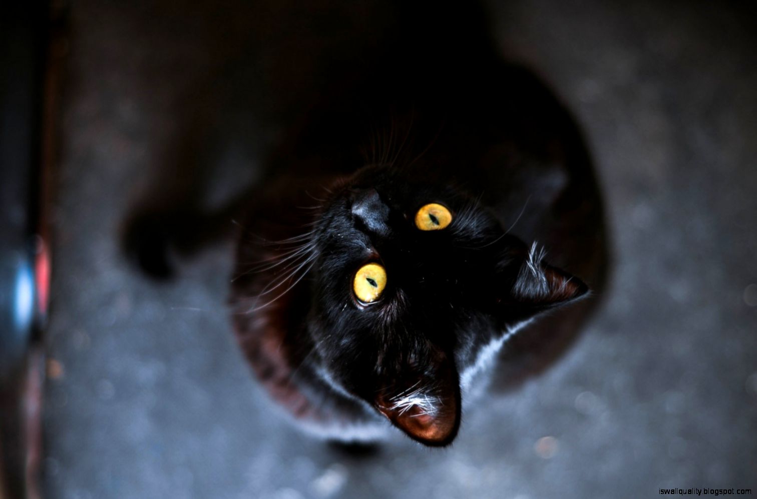 Black Cat Yellow Eyes Hd Wallpaper