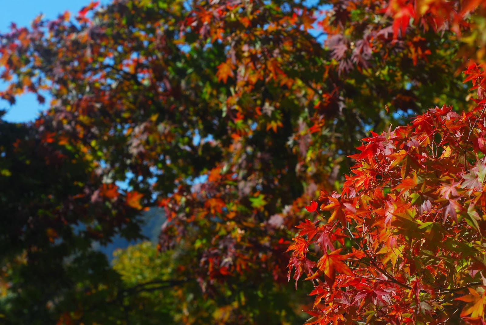 SARA NAIL: Autumn in Korea with amazing colors, Korea in Autumn 2013