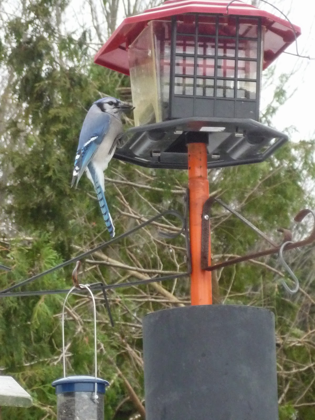 South Burlington birds Birds at peanut feederphotos South