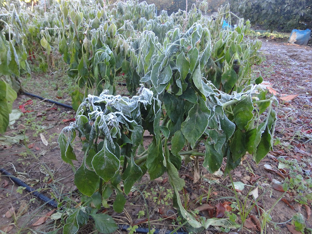 HELADA SOBRE LAS MATAS DE PIMIENTOS EN EL HUERTO.