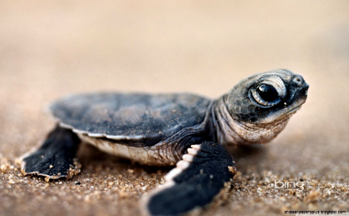 Bing Baby Turtle HD desktop wallpaper  Widescreen  High Bing Baby Turtle HD desktop wallpaper  Widescreen  High