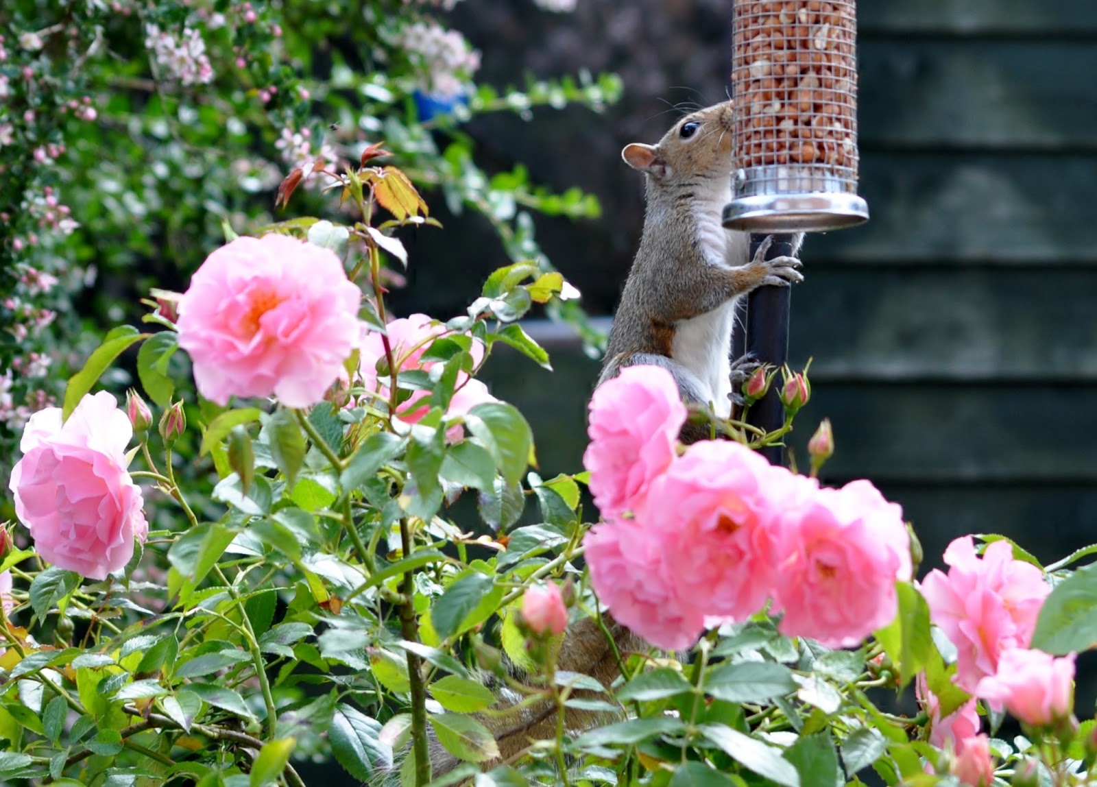 rambles with a camera Peanuts