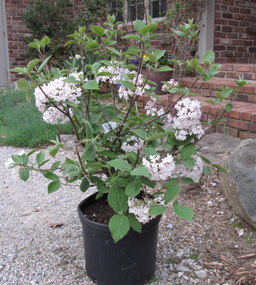 Living With Plants Vibrant Viburnum