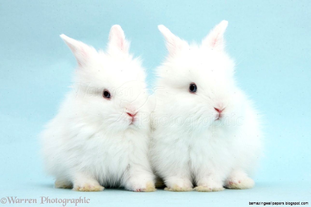 Two cute blue eyed white baby bunnies photo WP40218 Two cute blue eyed white baby bunnies photo WP40218