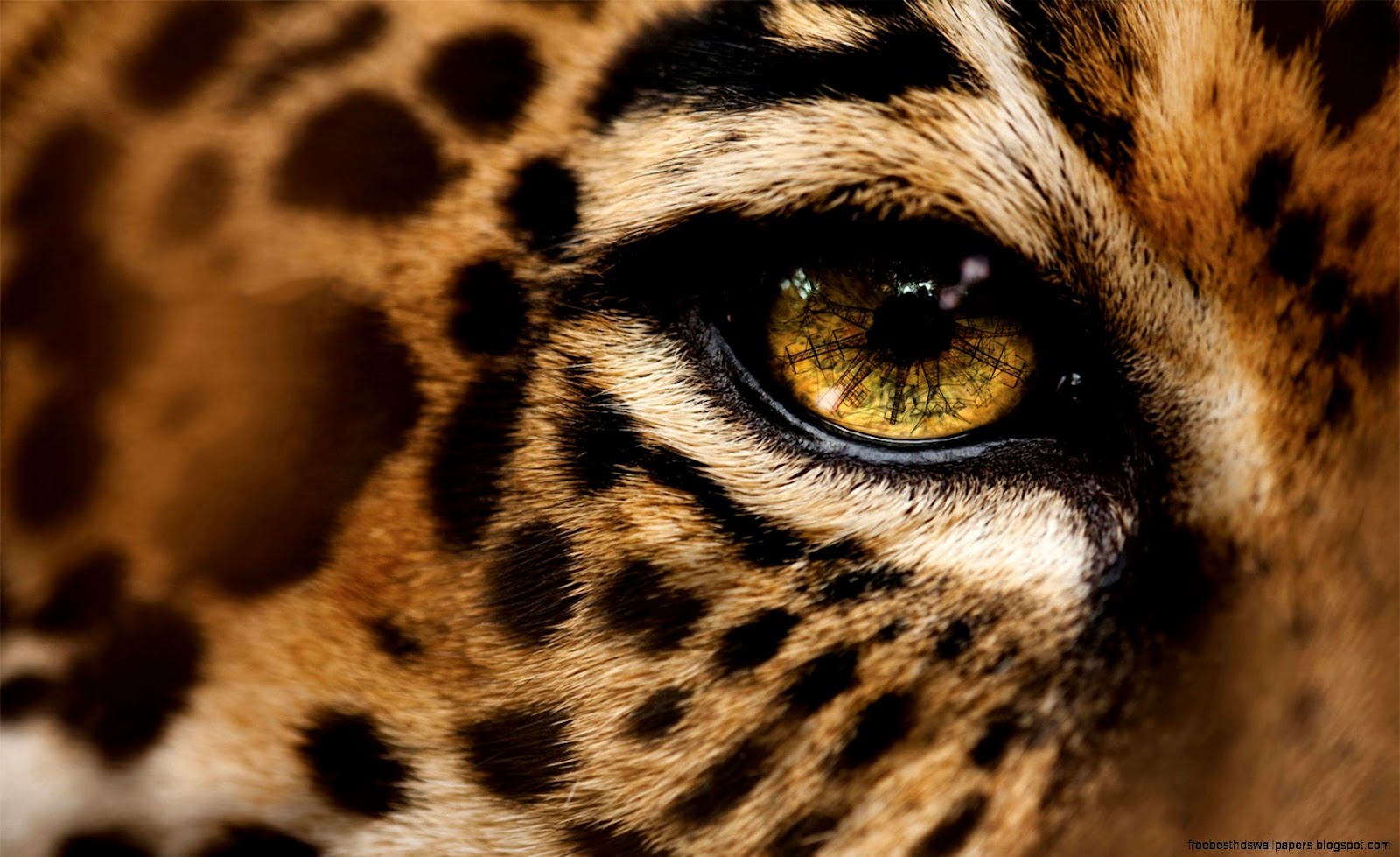 Leopard Eyes Leopard Eyes