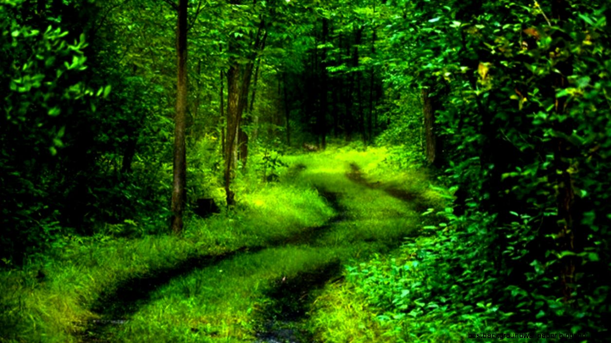 Nature Green Forest Nature Green Forest