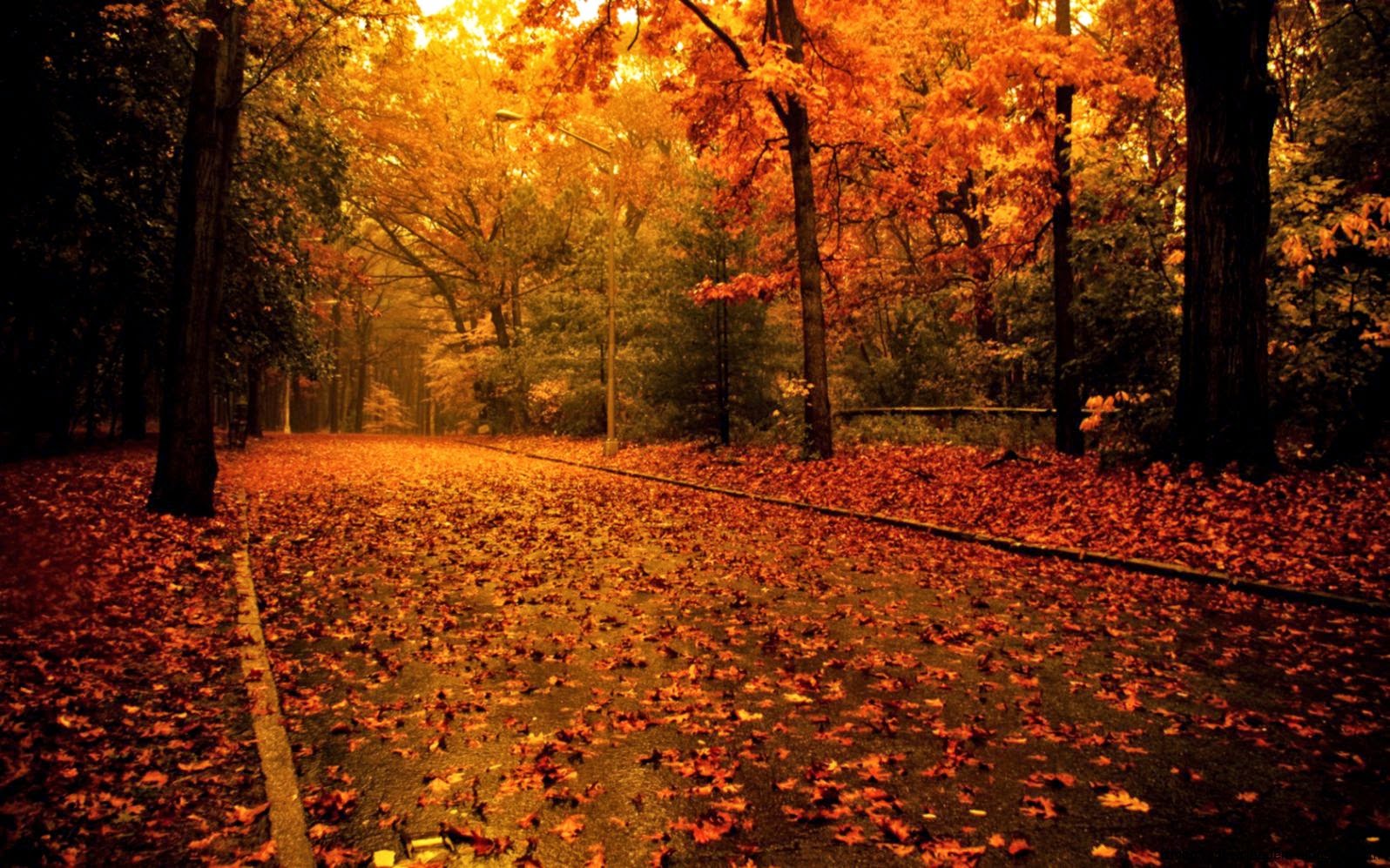 Autumn Road Nature Desktop Wallpaper 1680x1050 iWallHD Autumn Road Nature Desktop Wallpaper 1680x1050 iWallHD