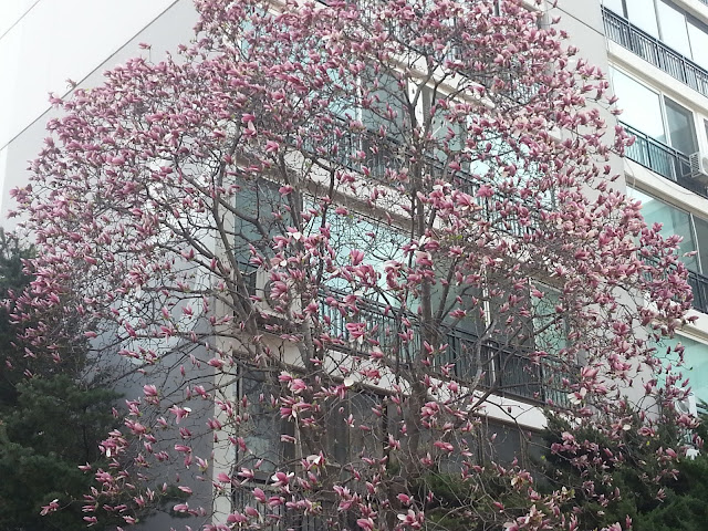 Just pink flowers