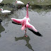 Flamingo Wings