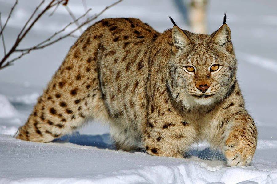The Northern Lights Diary Swedish Big 5 the Lynx.