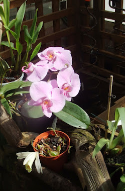 Magnificent orchids