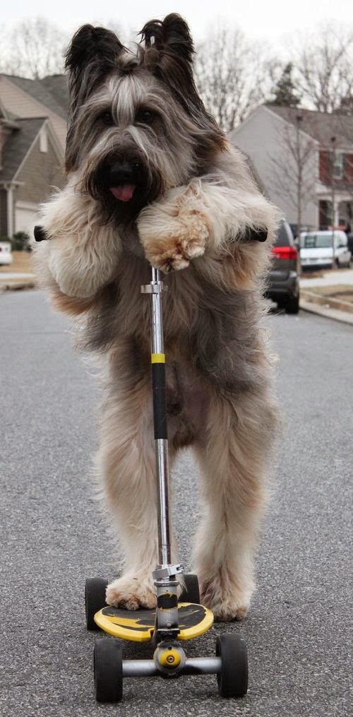 I can't wait to have my very own briard... They are so cute Dog