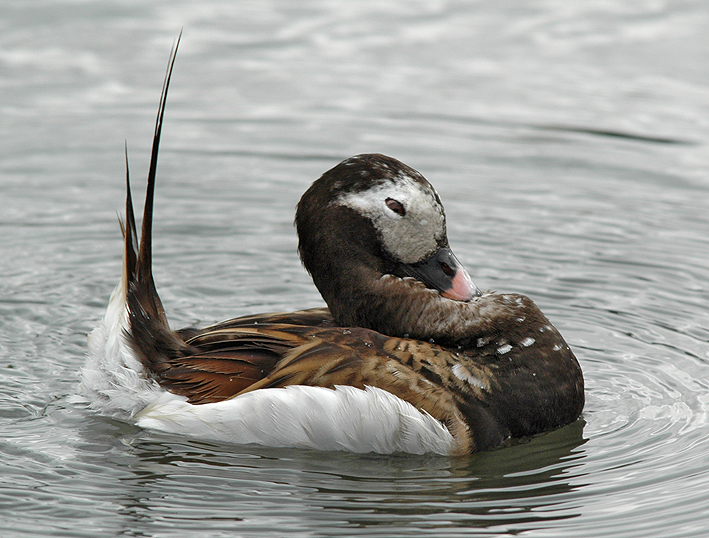 Species of UK Week 11 Longtailed Duck (Clangula hyemalis)