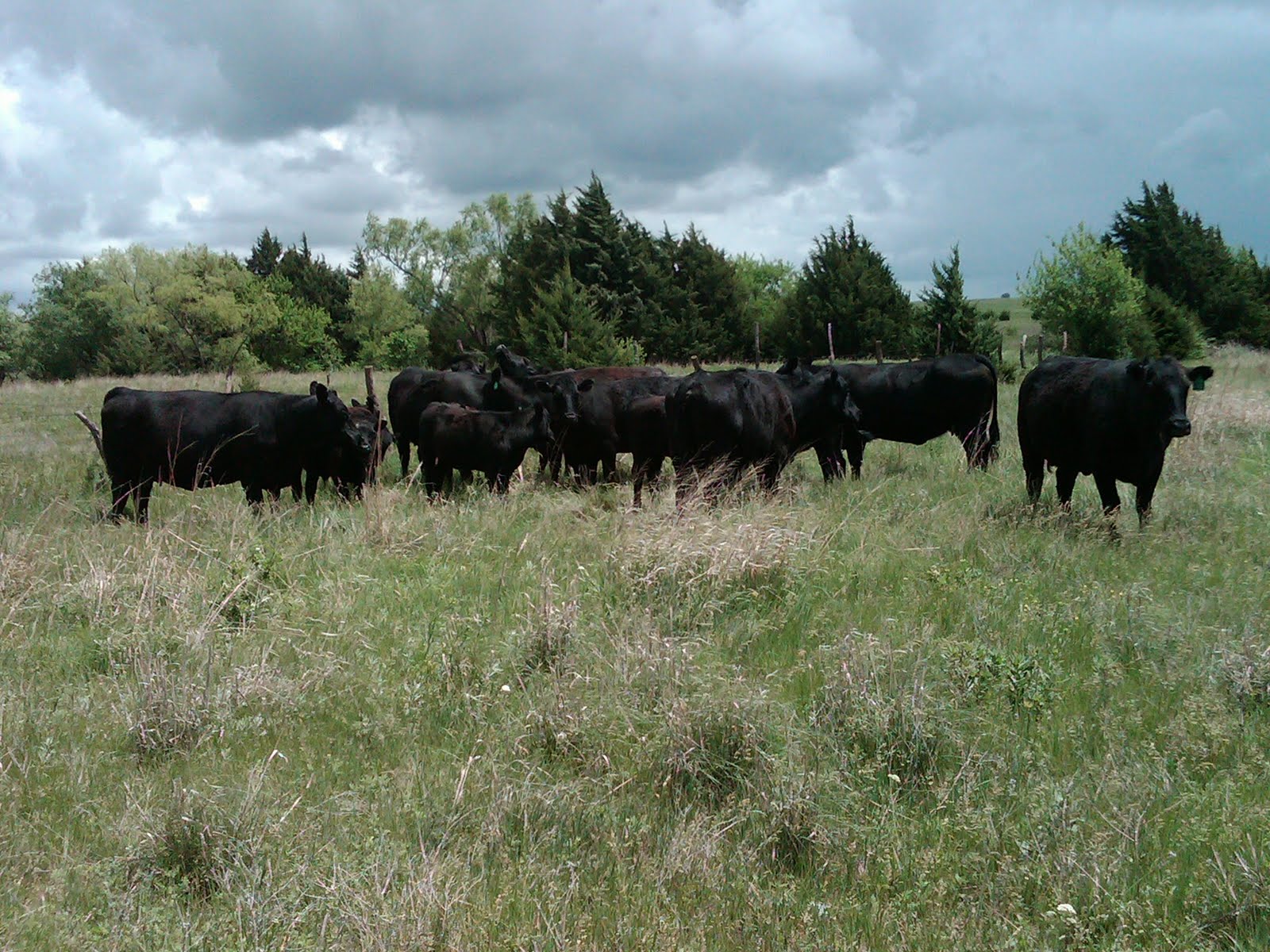 Pen in my Hand The Plains of Kansas