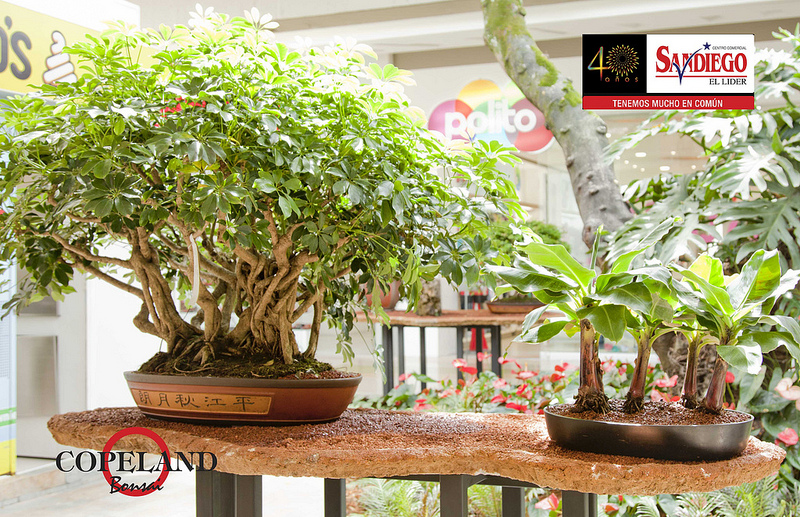 BONSAI COLOMBIA Expo Bonsai Medellin.