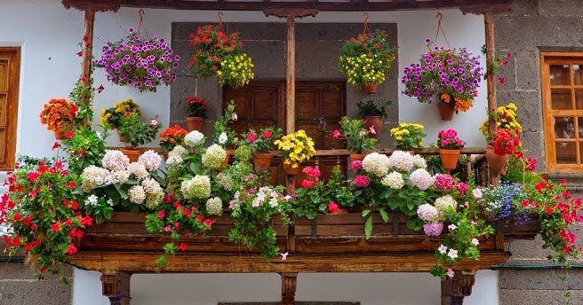 Como decorar tu terraza: Que tipo de plantas poner en el balcón