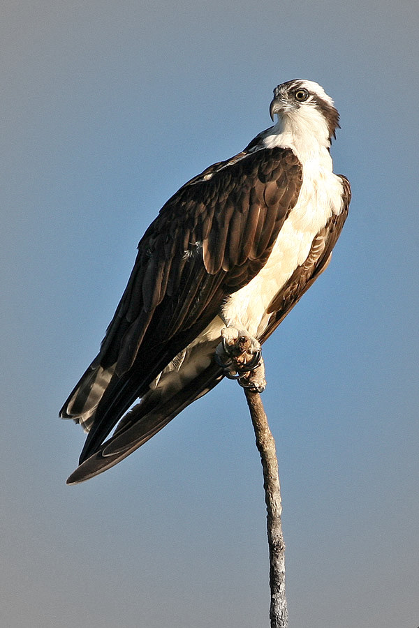 Bird Guide Ospreys Linking Communities Worldwide!