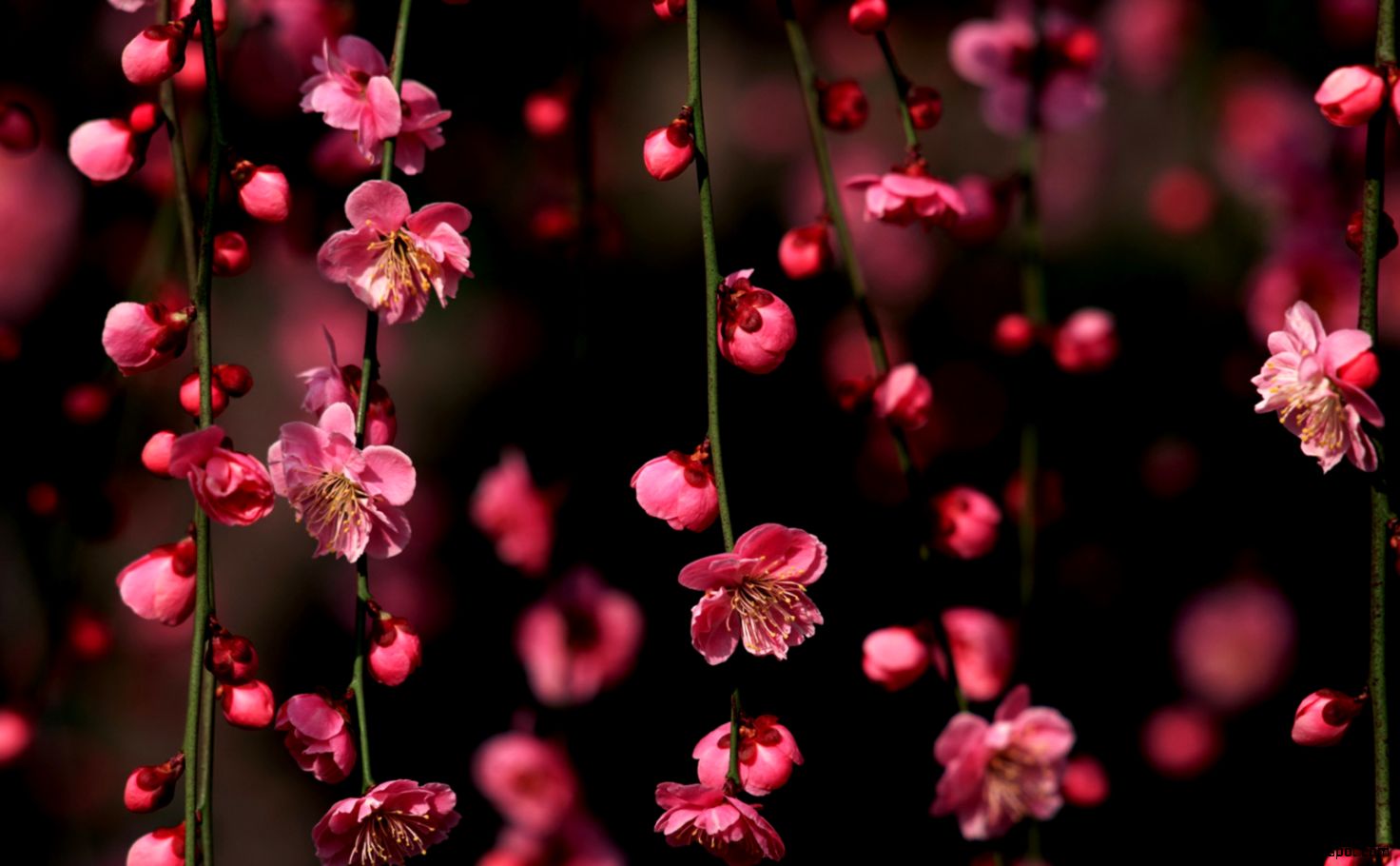 Pink Spring Flowers Facebook Cover Pink Spring Flowers Facebook Cover