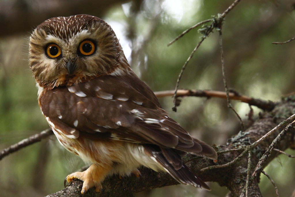 saw whet owl call saw whet owl call