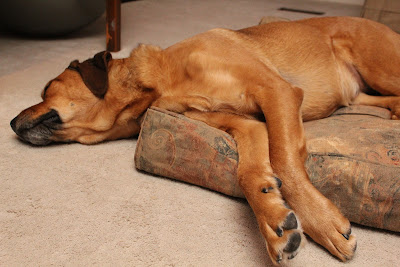 DIY Dogbed Cover