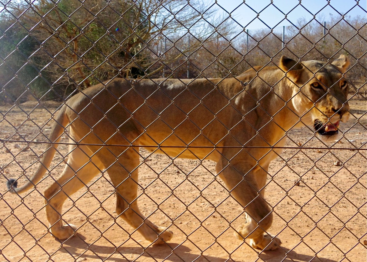 rencontre lion et tigre