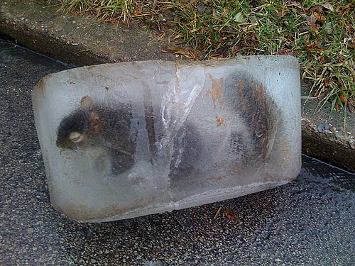 frozen%2Bsquirrel.jpg