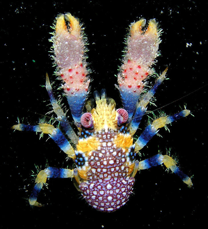 Real Monstrosities Squat Lobster