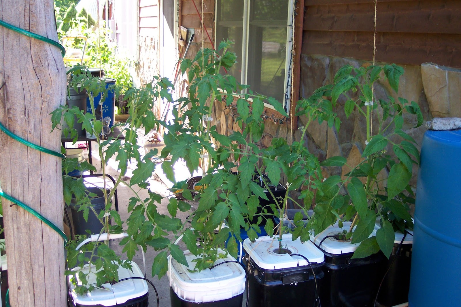 Almost Heaven Hydroponics Look at my Dutch Buckets just 3 weeks later.