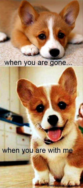 cute puppy 2 Dump A Day cute puppy 2 Dump A Day