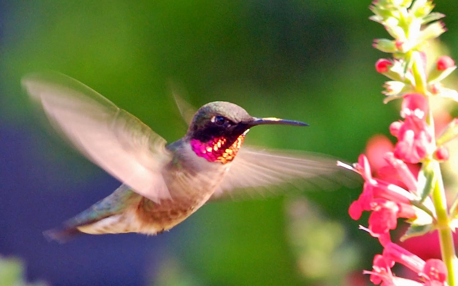 Beautiful Wallpapers for Desktop: humming bird HD wallpapers