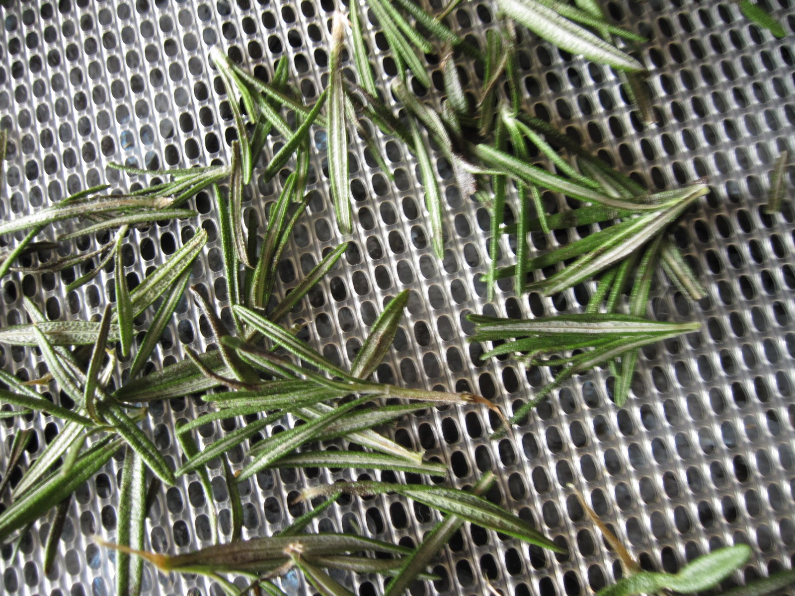 Drying herbs two techniques Yankee Kitchen Ninja