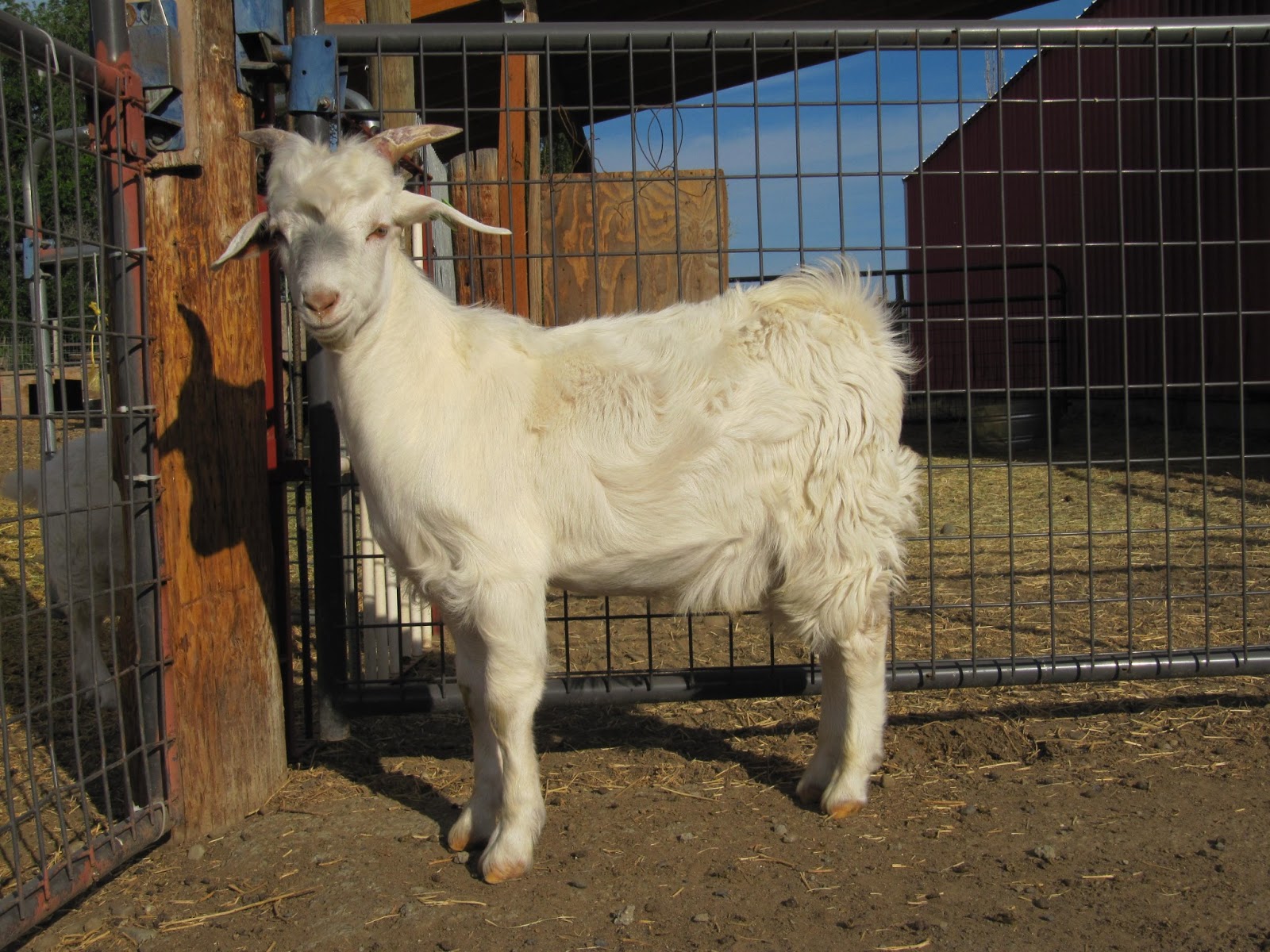 LIBERTY FARM CASHMERE GOATS CASHMERE GOATS FOR SALE